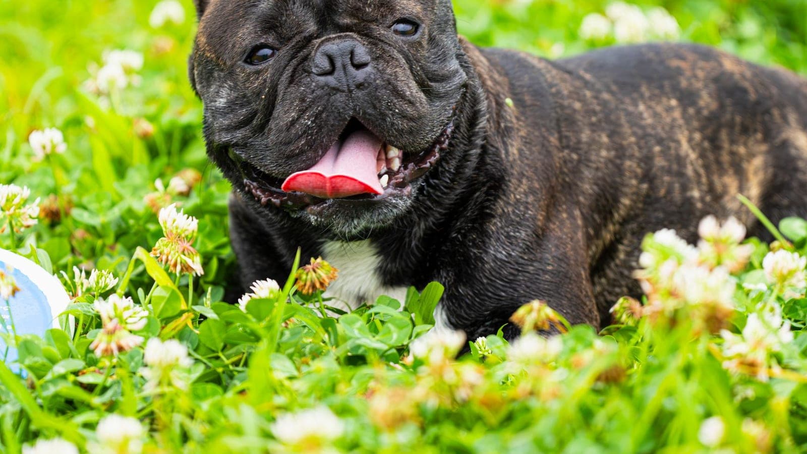 Happy French bulldog with its tongue out lying in clover, the kind of flat-faced breed that needs brachycephalic dog transport by ground