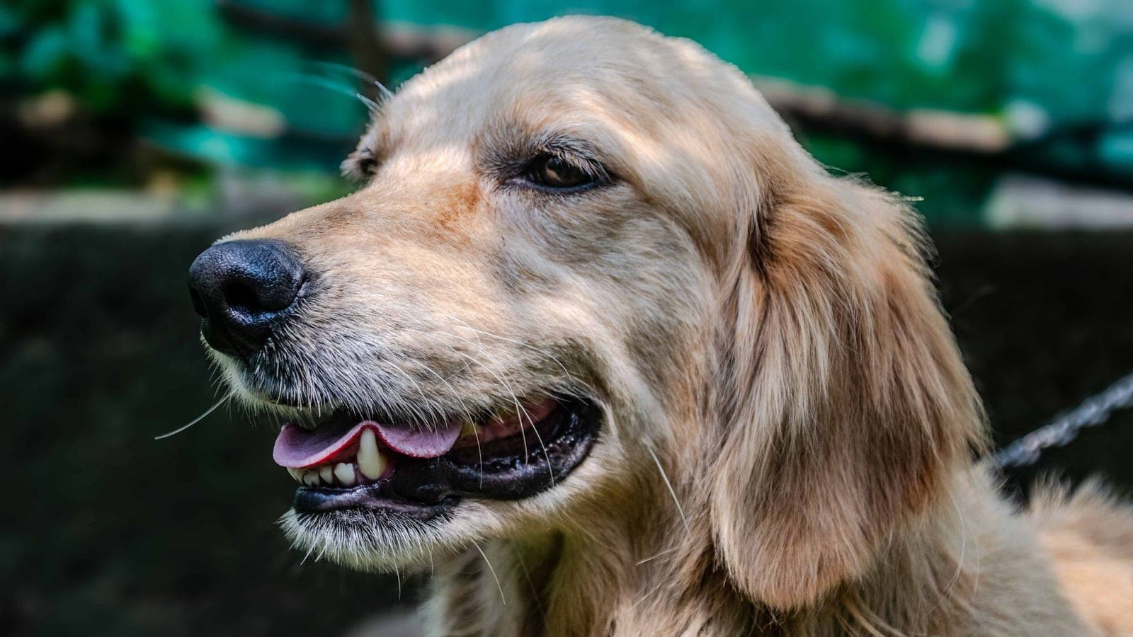 Happy golden retriever smiling outdoors, illustrating the question is it safe to ship my dog