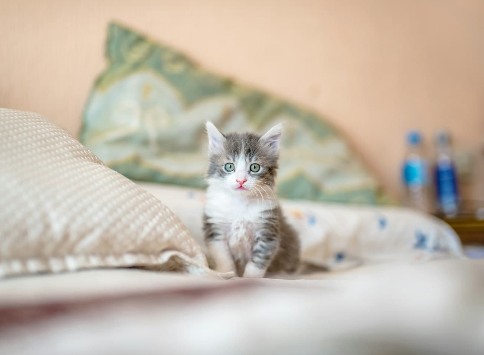 Stress-free cat transportation with GoGoPets